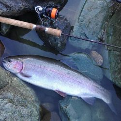 天竜川ルアーフライ専用区